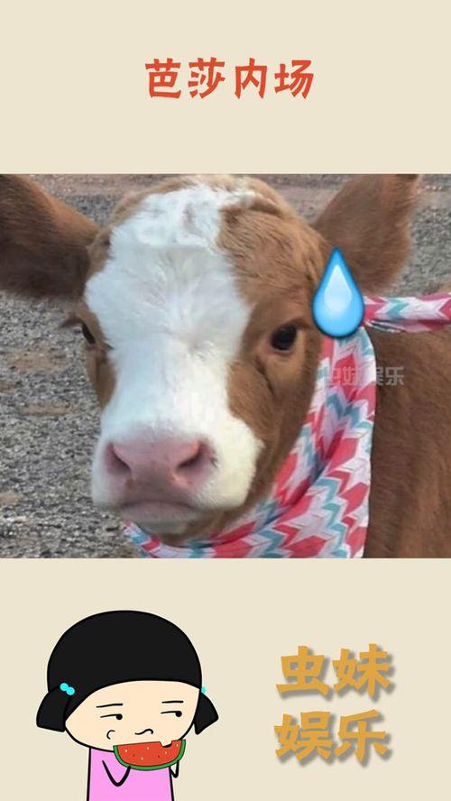 娱乐吃瓜酱千狗,揭秘娱乐圈背后的那些事儿